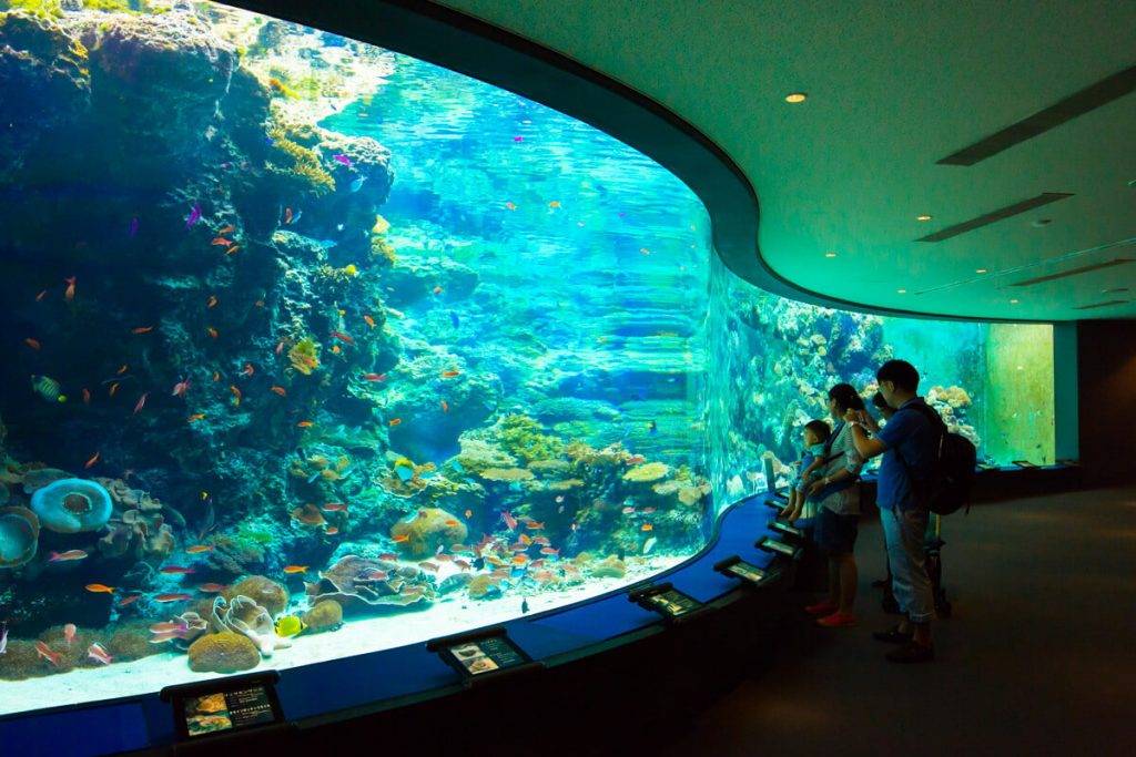 Party Room推介 沖繩美麗海水族館 沖繩水族館 沖繩 水族館 水族箱中有大量不同的珊瑚。