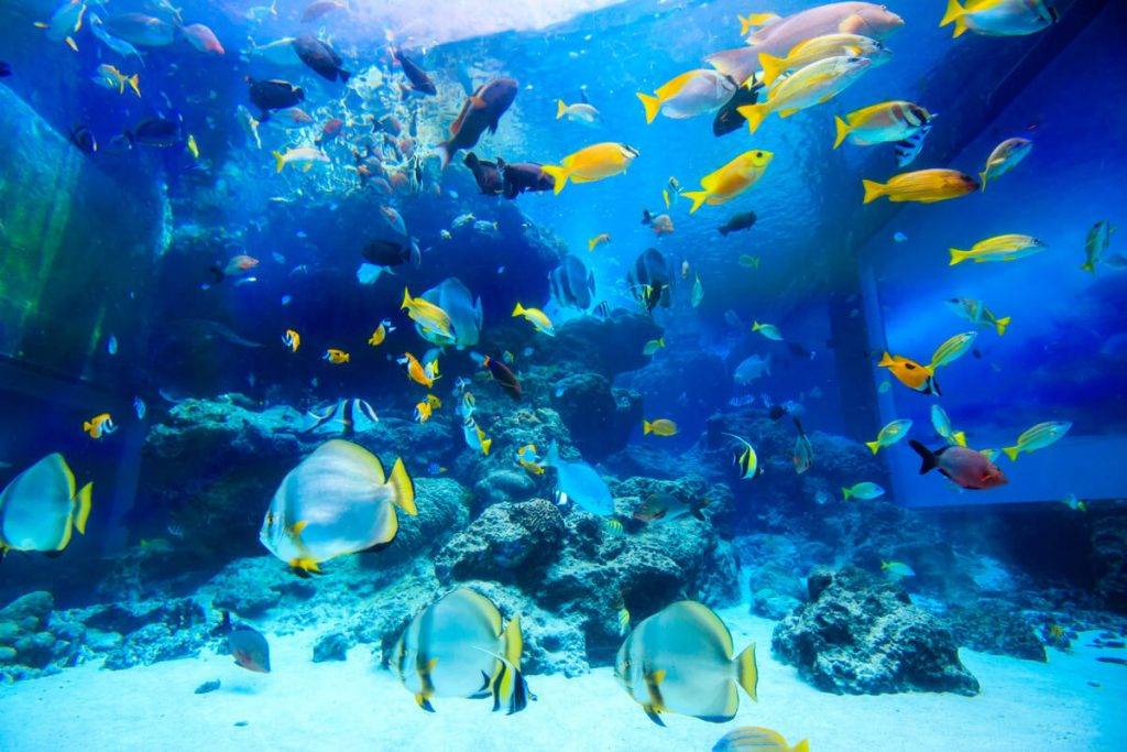 Party Room推介 沖繩美麗海水族館 沖繩水族館 沖繩 水族館 熱帶魚之海育有色彩斑斕的熱帶魚。