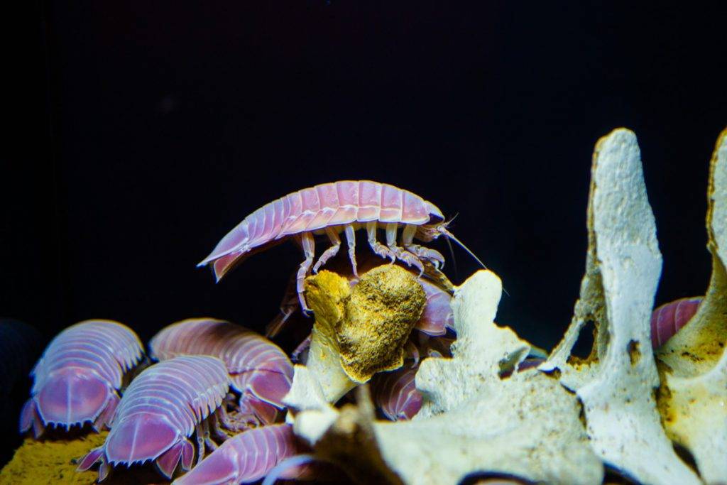Party Room推介 沖繩美麗海水族館 沖繩水族館 沖繩 水族館 展區中可以看到不同的深海生物。