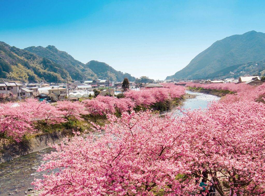 東京河津櫻 東京櫻花 河津川沿桜並木非常壯觀！