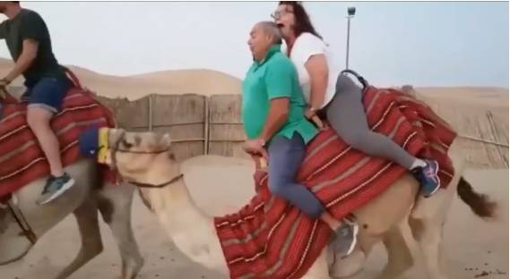 200kg坐駱駝 動物權益 不能站起來