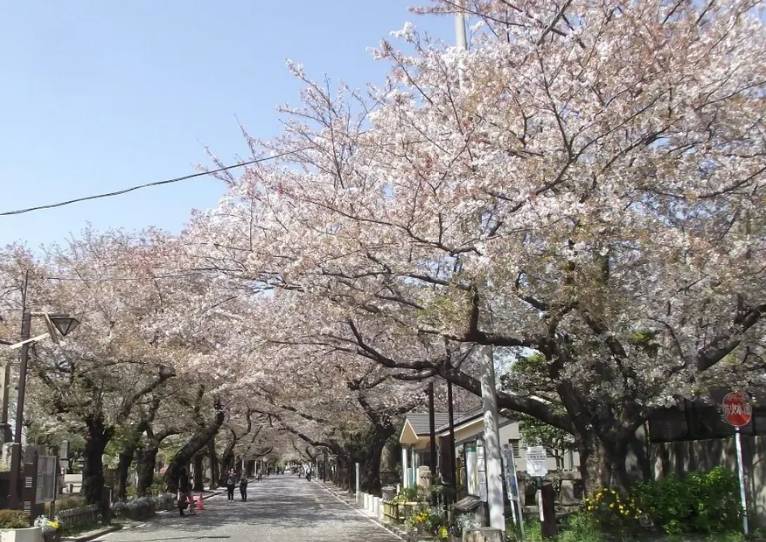 東京櫻花 這裡鮮有車輛經過，沒有一群一群集結的觀光客，彷彿連時間也被櫻花的美吸引而停止。