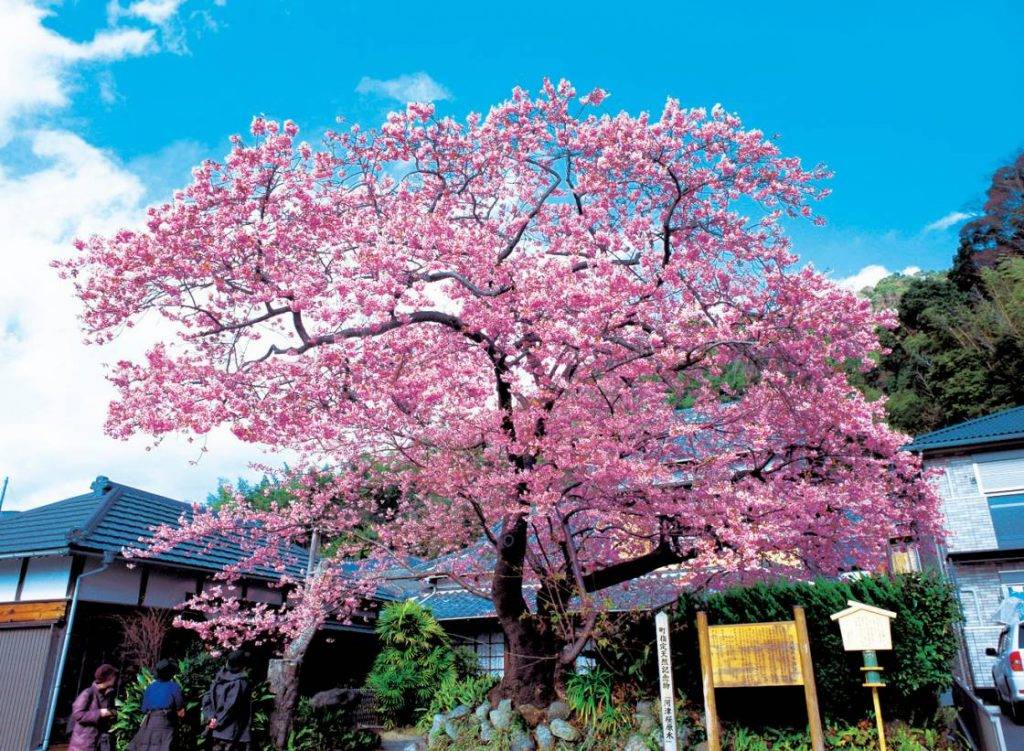東京河津櫻 東京櫻花 全日本的河津櫻均源於這棵原木。