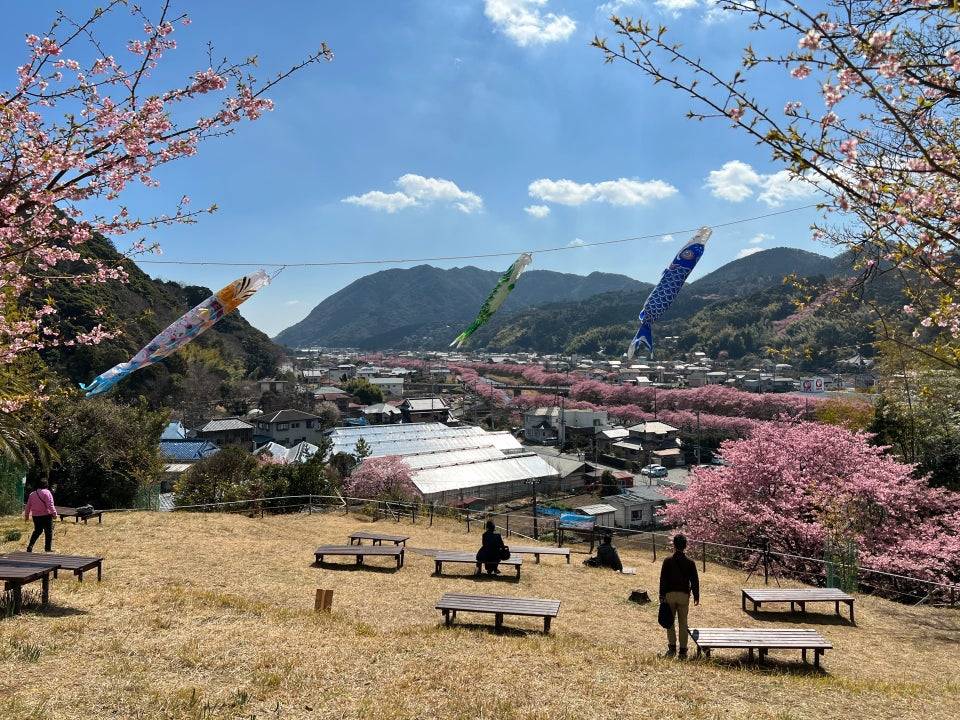 東京河津櫻 東京櫻花 觀景台可以俯瞰河津川兩旁的櫻花。