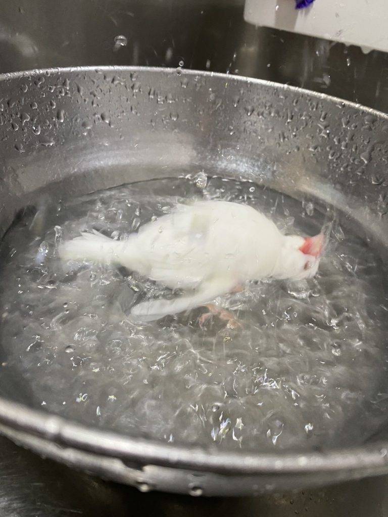白文鳥 早前，飼主分享了一張照片，照片中的 Maru 疑似「倒臥在沸騰的熱水」中，像是被煮熟了。
