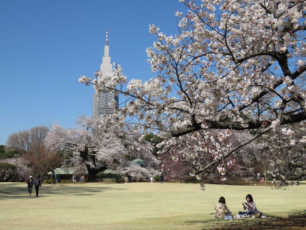 東京櫻花 在櫻花樹下野餐，享受浪漫的春天美景