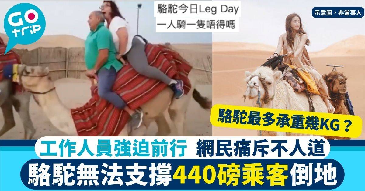 200kg坐駱駝 動物權益