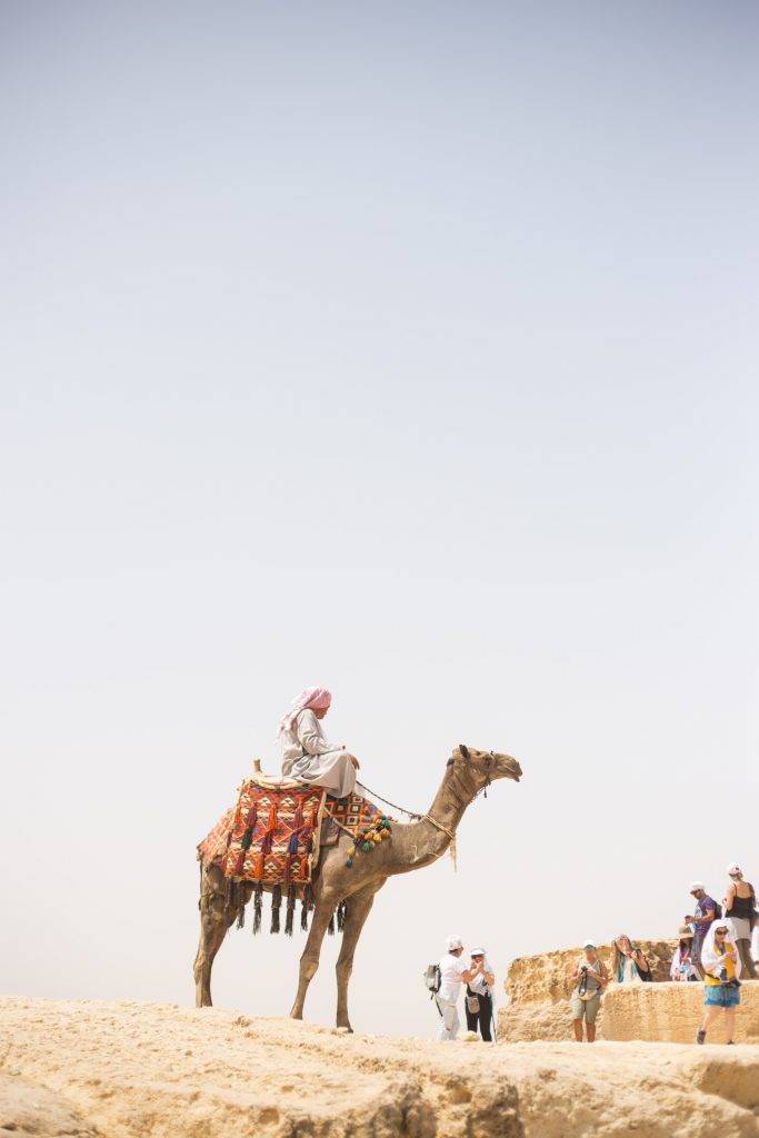 200kg坐駱駝 動物權益 中東旅遊騎駱駝