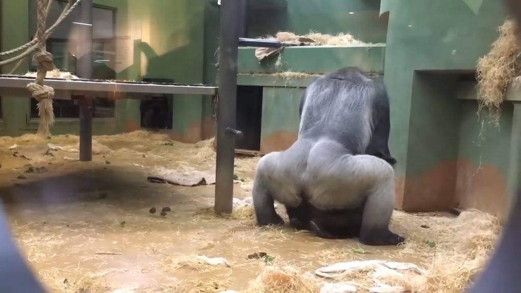 動物園 猩猩 母猩猩先是轉過身，面向地面並躺在地上，公猩猩隨即撲上對方身上，開始搖擺屁股。公猩猩抖動了約60秒後才分開。