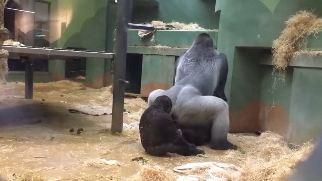 動物園 猩猩 一隻年紀較輕的猩猩跑在牠們身後，坐在公猩猩正後方以第一排VVIP式超近距離「觀戰」。