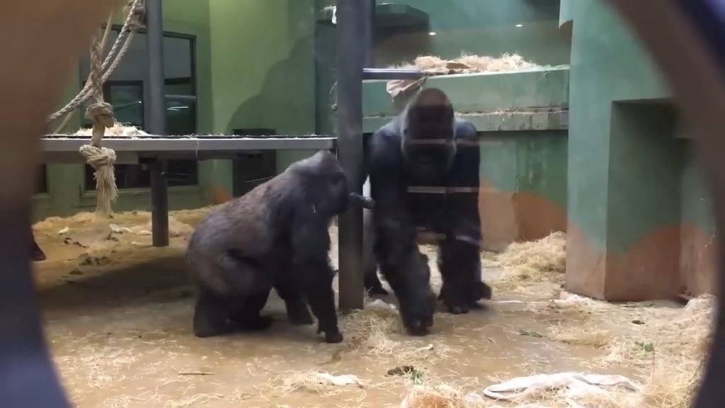 動物園 猩猩 確認過眼神後然後竟然發情突然在眾目睽睽下上演愛情動作片！
