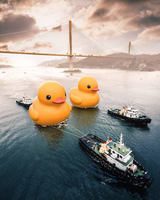  黃鴨2023香港 黃鴨香港 黃鴨香港2023｜大型海上公共藝術展覽《橡皮鴨二重暢》於6月10日起展開，兩隻黃鴨雙雙暢遊維多利亞港。