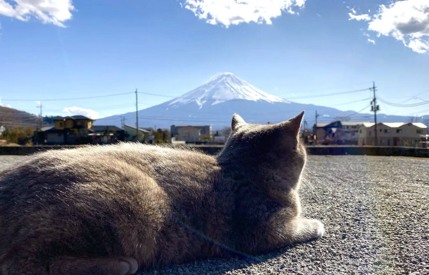 河口湖酒店 從旅館門口就能看到富士山，還有貓