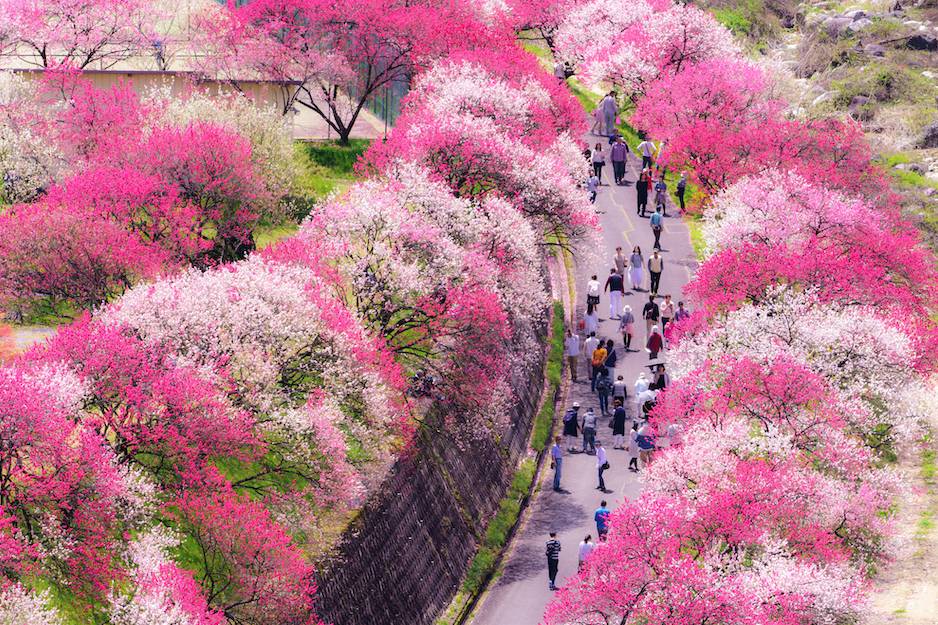名古屋自由行 阿智村除了觀星有名外，櫻花季亦會吸引大量遊客前往。