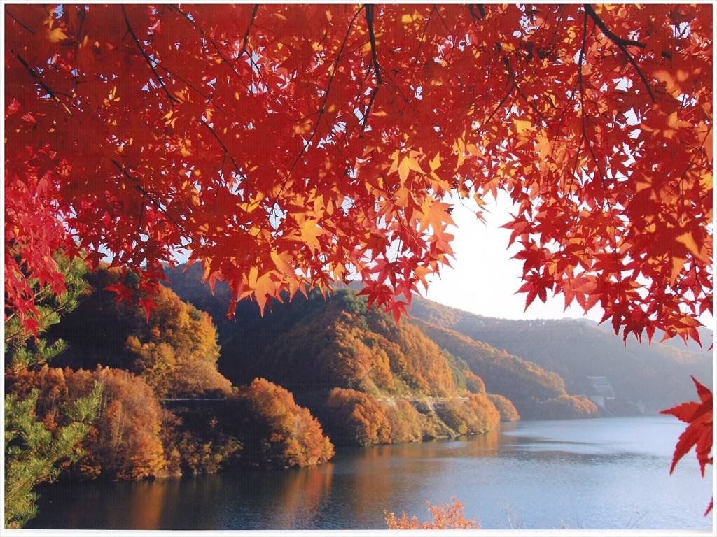 名古屋自由行 湖的沿岸都是楓葉，十分壯觀。