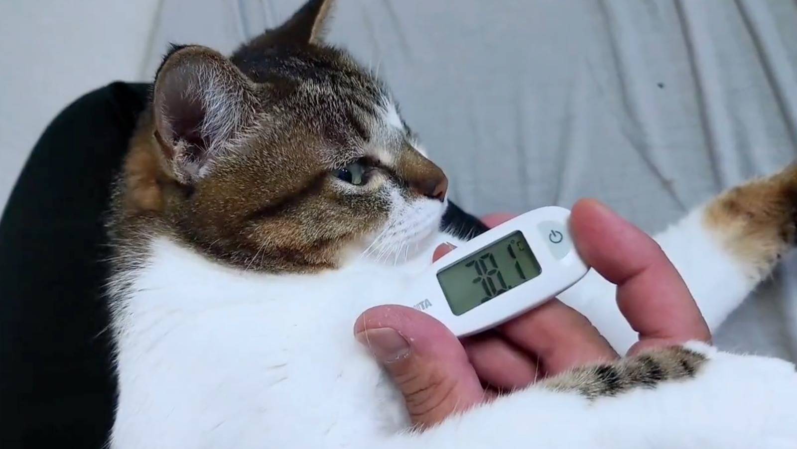 詐病神器 貓 用貓咪的腋下來製造人類發燒數字
