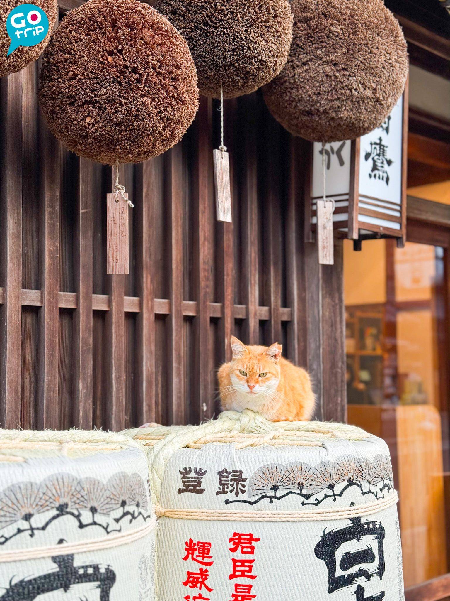 名古屋自由行 厄除町和托福橫丁有不少貓貓。