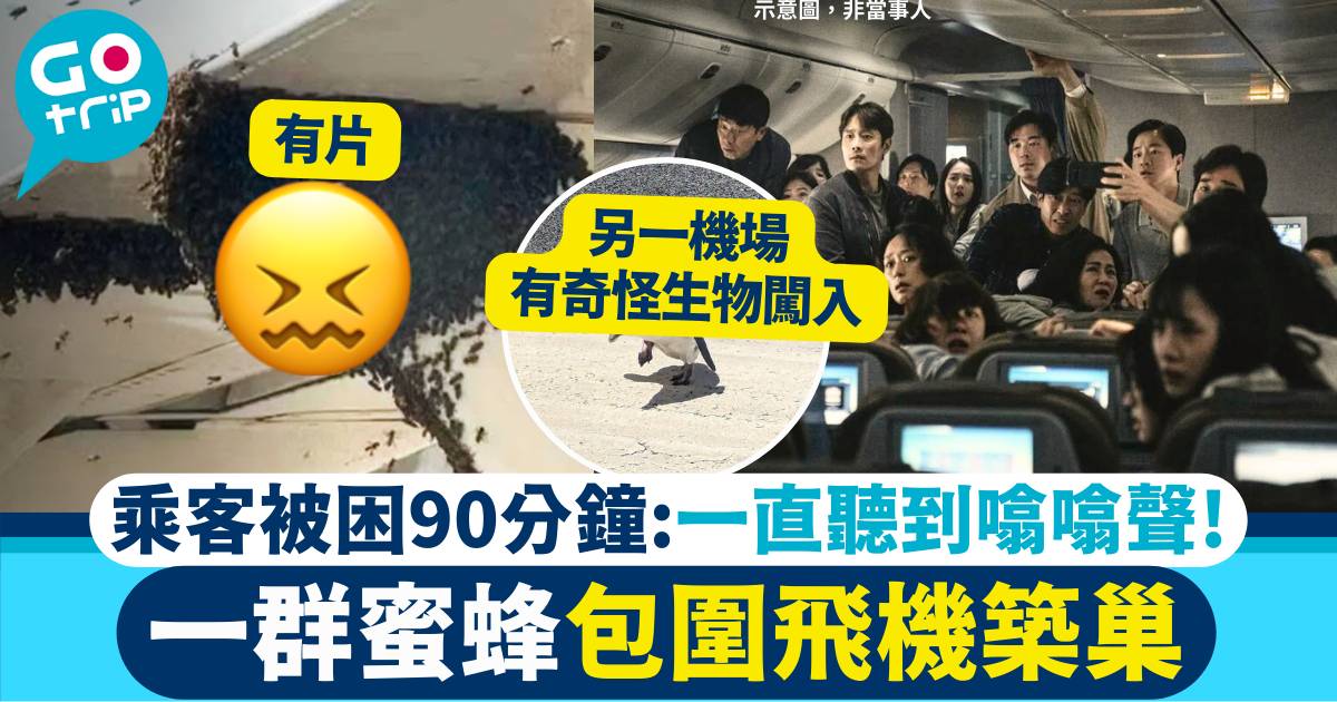 蜜蜂飛機築巢 gt12