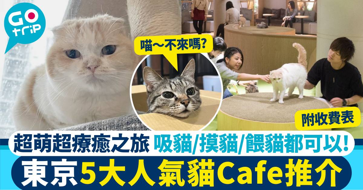東京貓Cafe