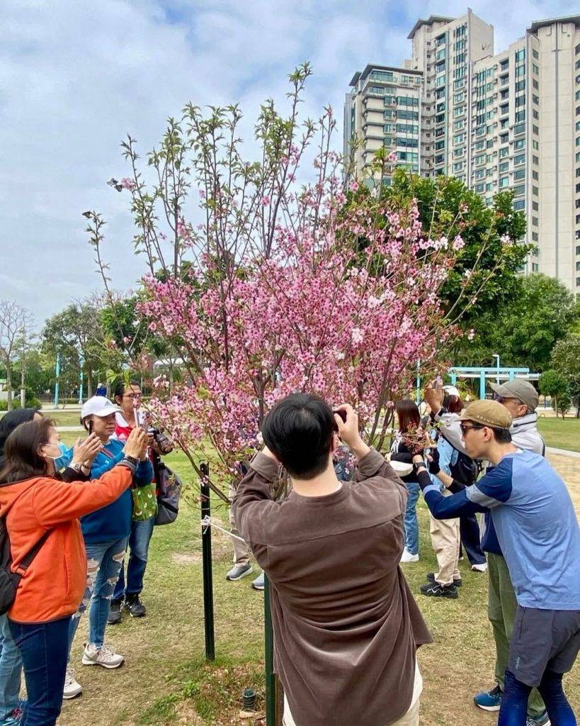 馬鞍山櫻花