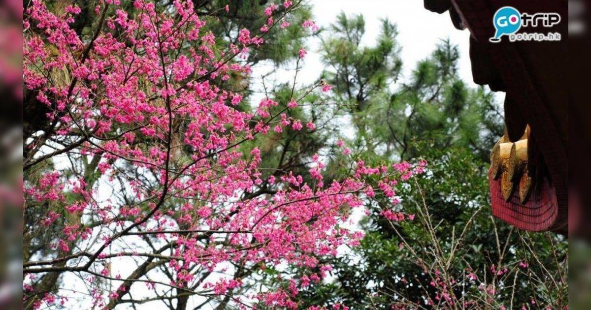 香港賞花時間表〡