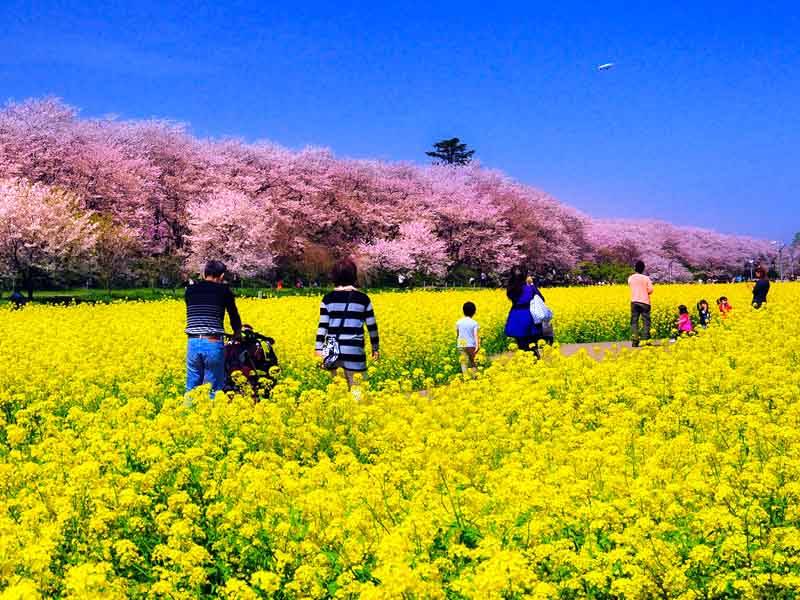2026年公眾假期請假攻略 天氣相對和暖,更有機會欣賞到早開的油菜花(圖片來源:權現堂公園)