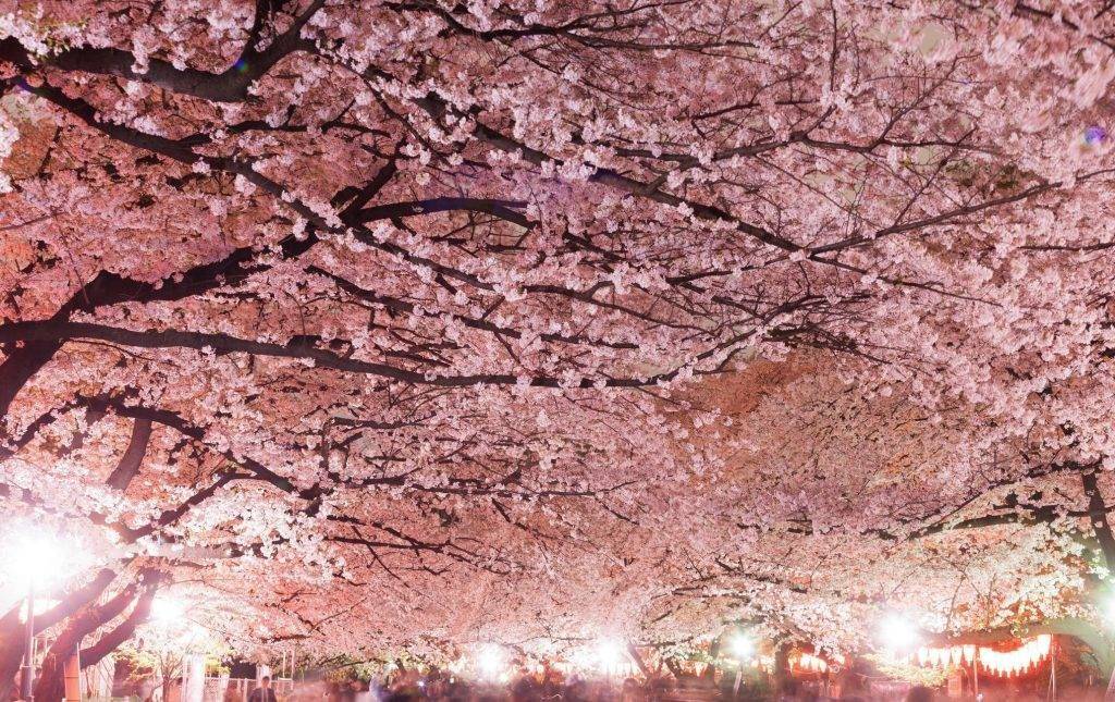 2026年公眾假期請假攻略 四月初正是日本本州大部分地區櫻花盛開的季節(圖片來源:大阪城公園)