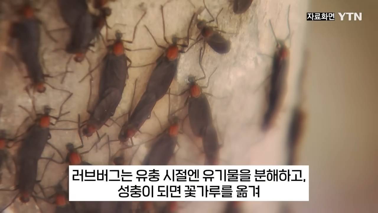 首爾愛情蟲
