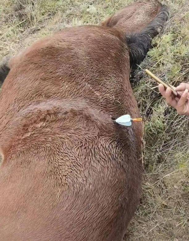 無人機狩獵 田先生 (圖片來源:紅星新聞)