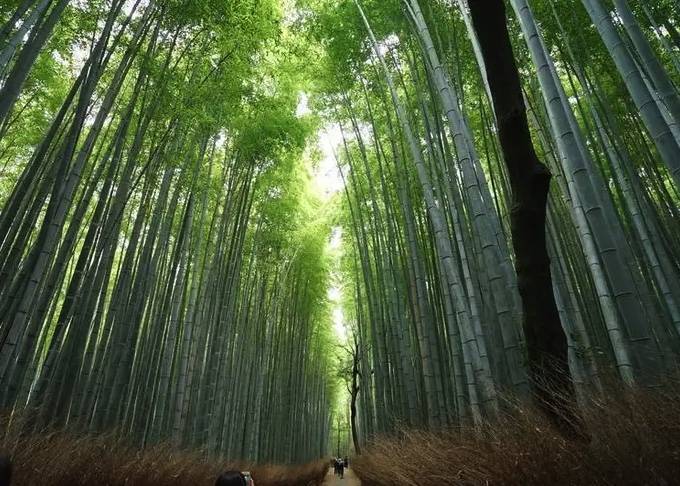 日本野熊 京都嵐山 (圖片來源:互聯網)