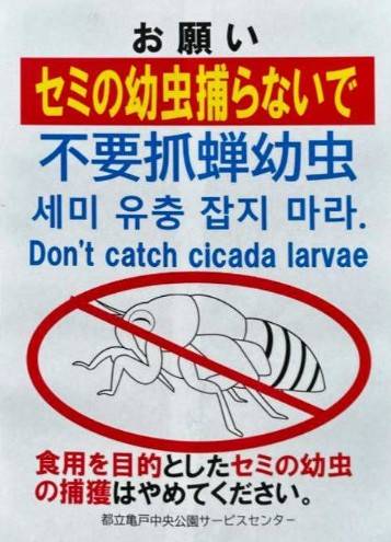 中國人 東京公園 (圖片來源:互聯網)