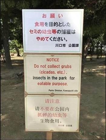 中國人 東京公園 (圖片來源:互聯網)