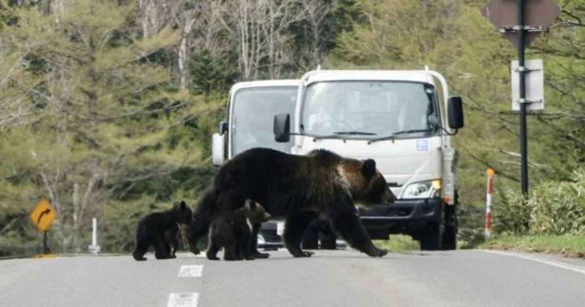 日本熊害 熊肉串燒