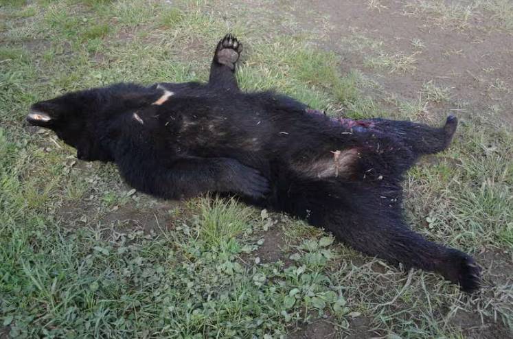 日本熊害 十和利山事件 (圖片來源:AERA DIGITAL)