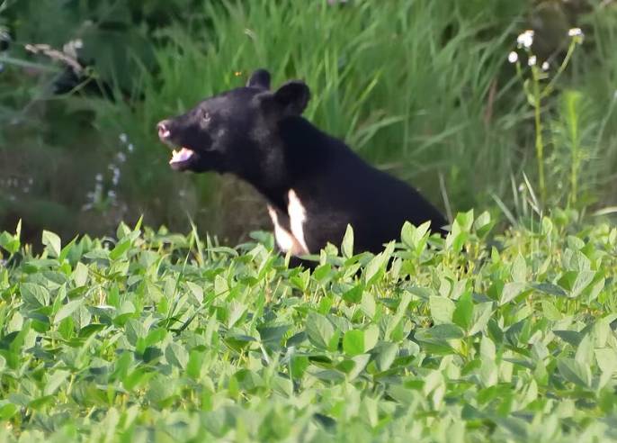 日本熊害 十和利山事件 (圖片來源:AERA DIGITAL)