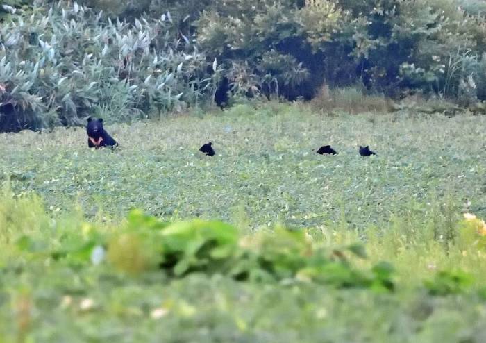 日本熊害 十和利山事件 (圖片來源:AERA DIGITAL)