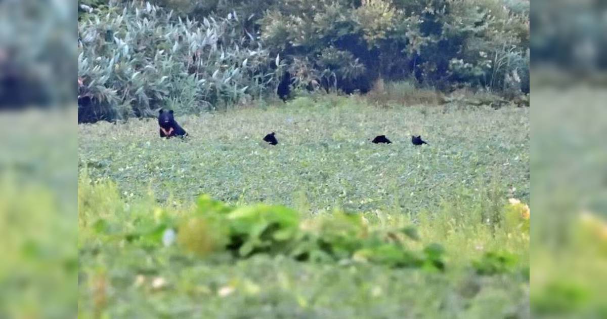 日本熊害 十和利山事件