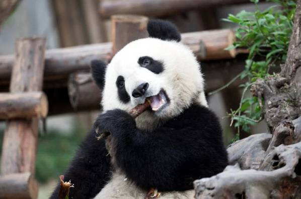 維多利亞教育機構 親子交流團 (圖片來源:Stock Photo)