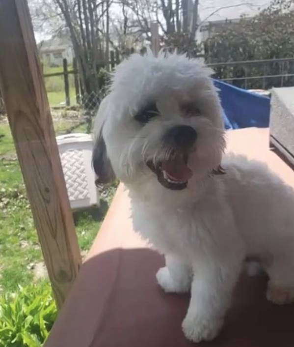 美國警察 寵物權益 (圖片來源:KOMU-TV)