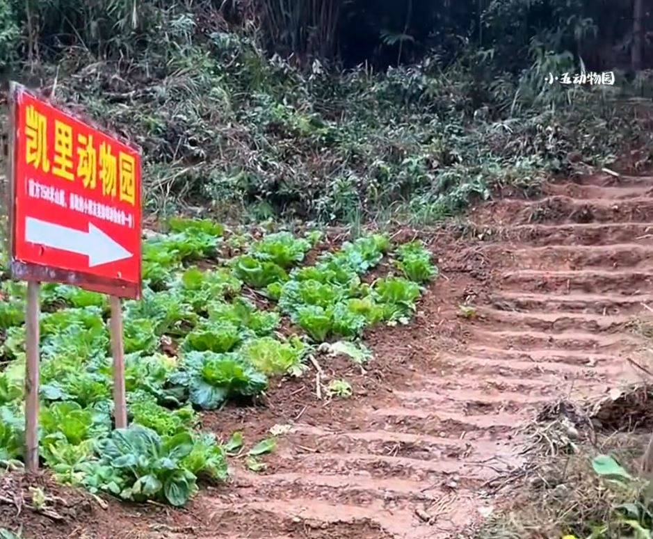 動物園 四角羊 (圖片來源:抖音@小五動物園)