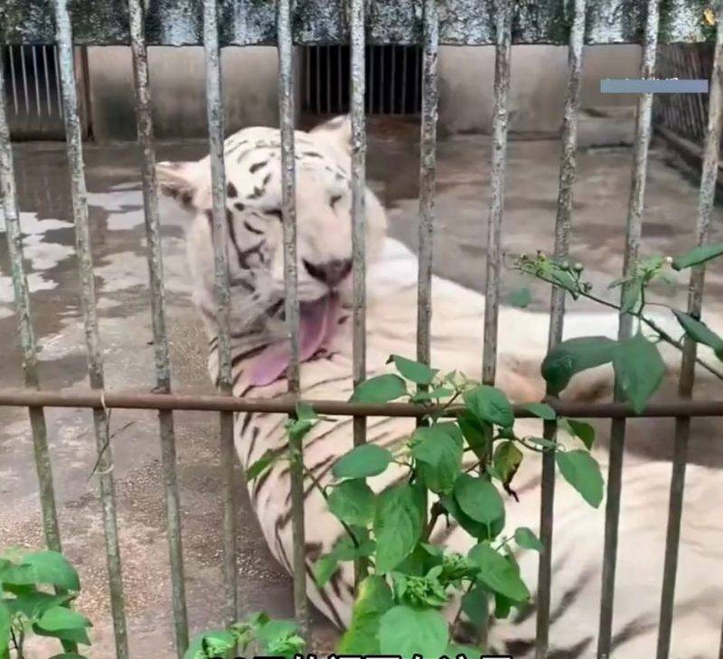 動物園 四角羊 (圖片來源:抖音@小五動物園)