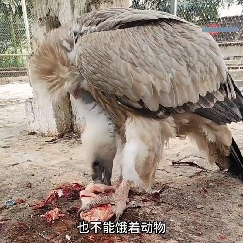 動物園 四角羊 (圖片來源:抖音@小五動物園)