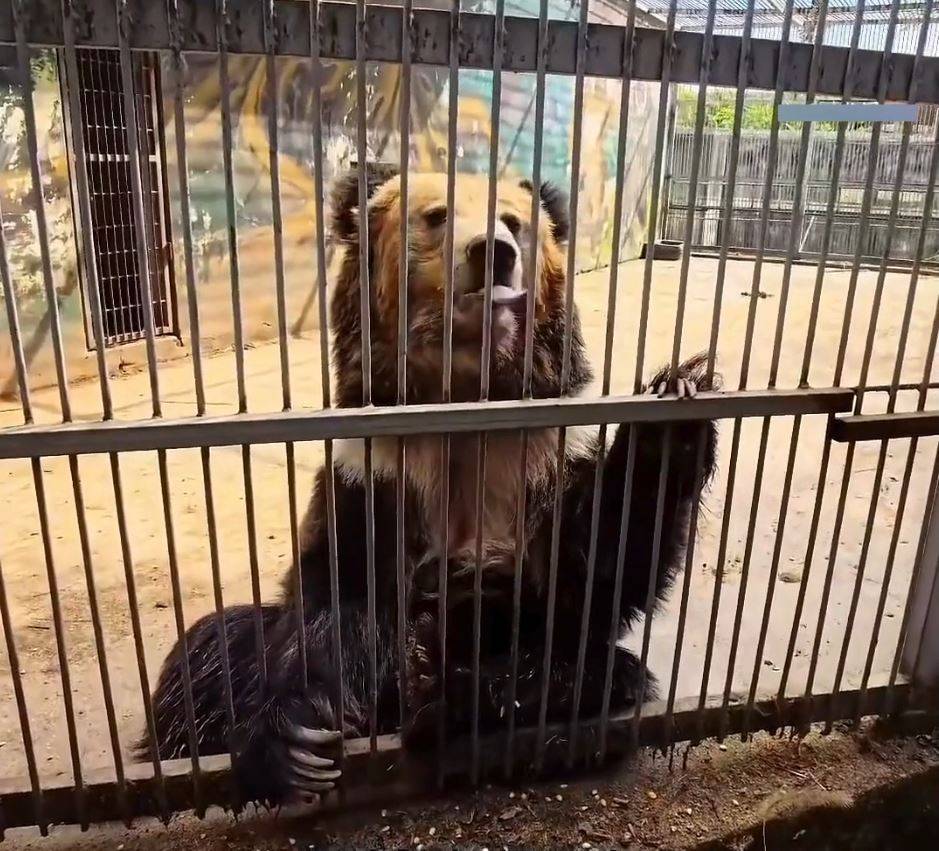 動物園 四角羊 (圖片來源:抖音@小五動物園)