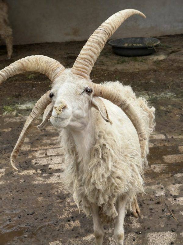 動物園 四角羊 (圖片來源:極目新聞)