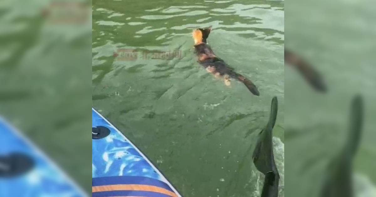 放生貓 水庫污染