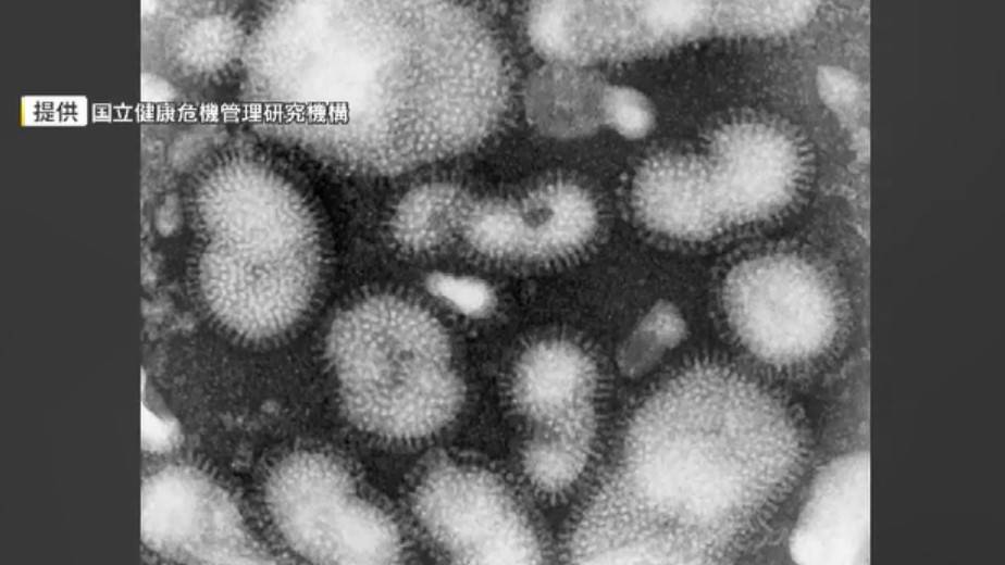 日本流感 k亞分支 (圖片來源:TNC News)