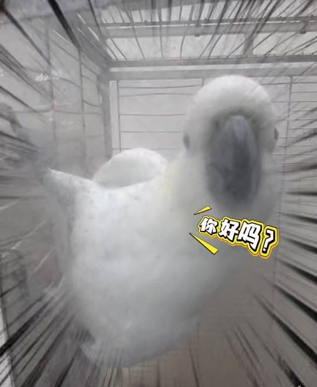 動物園 四角羊 (圖片來源:凱里繡裏淘非遺集市)