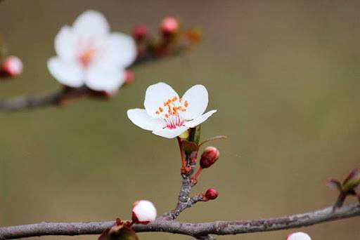 春分 龍抬頭 (圖片來源:網上圖片)