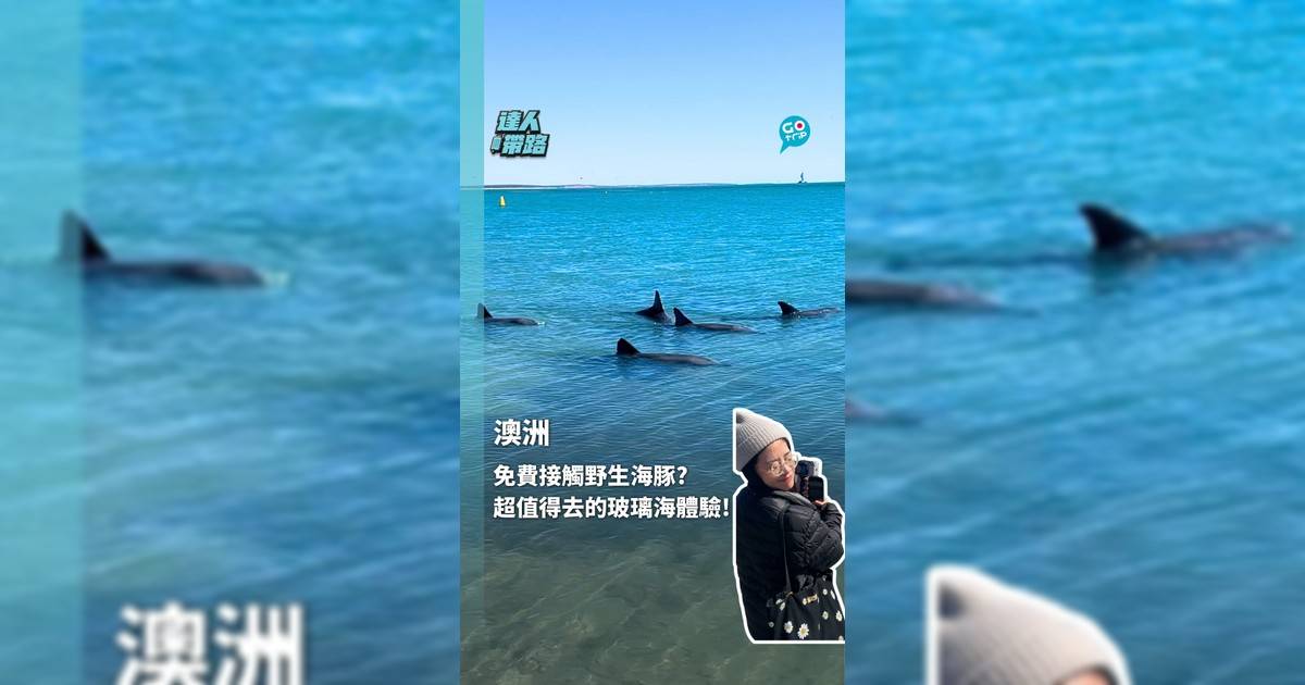 免費接觸野生海豚? 超值得去的玻璃海體驗!