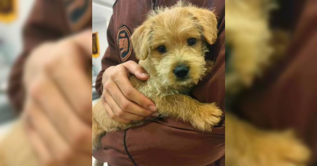 重慶山姆打包哥 虐殺動物